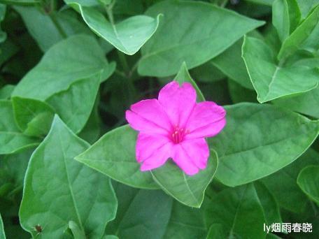 栾川养子沟:避暑休闲快乐游(一)作文