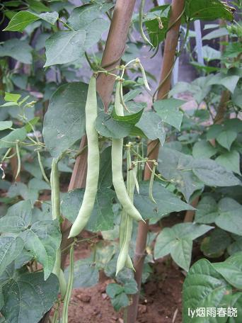 栾川养子沟:避暑休闲快乐游(一)作文