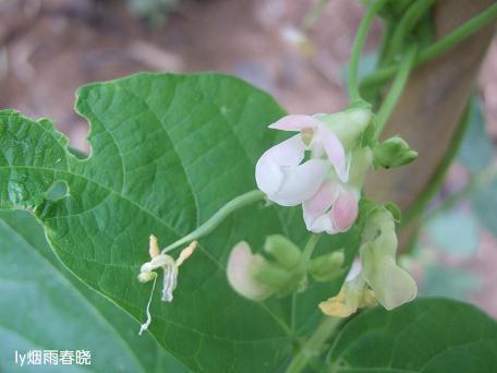 栾川养子沟:避暑休闲快乐游(一)作文