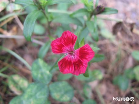 栾川养子沟:避暑休闲快乐游(一)作文