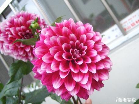 栾川养子沟:避暑休闲快乐游(一)作文