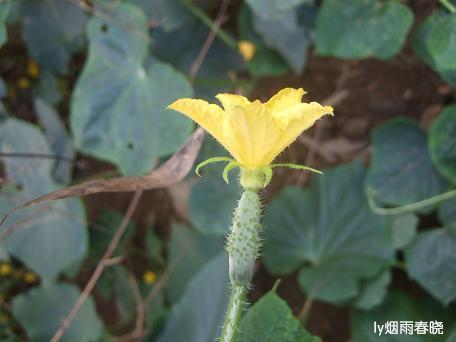 栾川养子沟:避暑休闲快乐游(一)作文