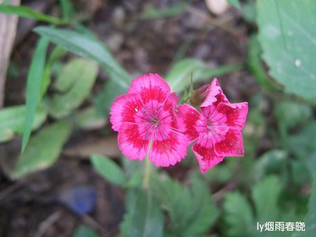 栾川养子沟:避暑休闲快乐游(一)作文