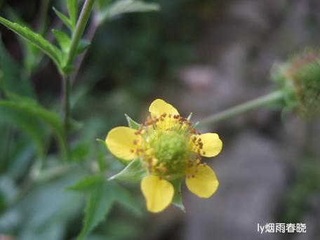 栾川养子沟:避暑休闲快乐游(一)作文