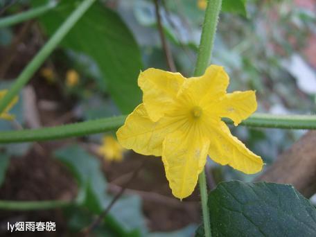 栾川养子沟:避暑休闲快乐游(一)作文