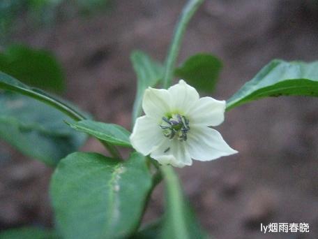 栾川养子沟:避暑休闲快乐游(一)作文