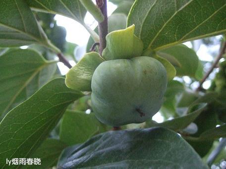 栾川养子沟:避暑休闲快乐游(一)作文