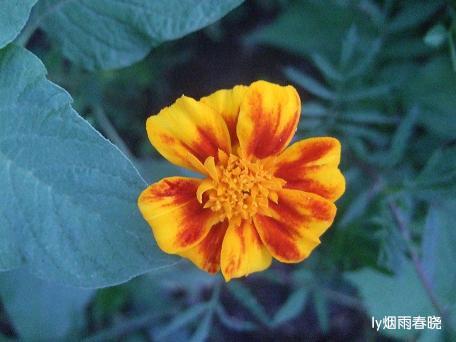 栾川养子沟:避暑休闲快乐游(一)作文