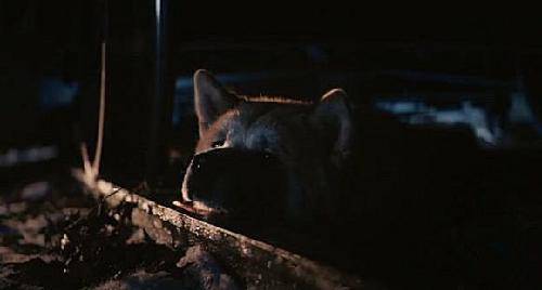 忠、爱、等待——《忠狗八公的故事》观后感作文