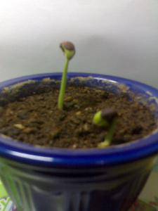 种花豆(五)——成长规律作文