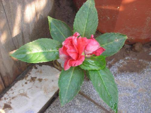 凤仙花的梦想作文