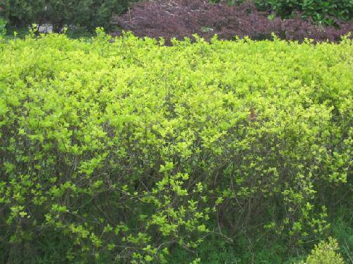 爱校园,就从识花草开始吧(2)作文