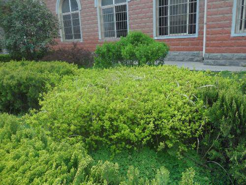 爱校园,就从识花草开始吧(2)作文