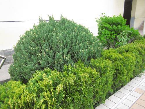 爱校园,就从识花草开始吧(2)作文