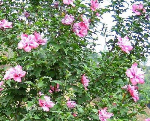 爱校园,就从识花草开始吧(2)作文