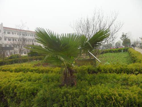 爱校园,就从识花草开始吧(2)作文