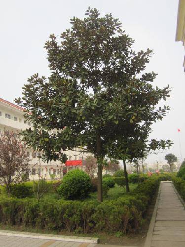 爱校园,就从识花草开始吧(2)作文