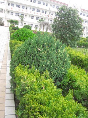 爱校园,就从识花草开始吧(2)作文