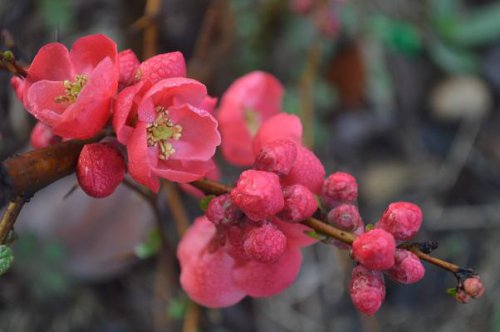 海棠恋春尽风流作文