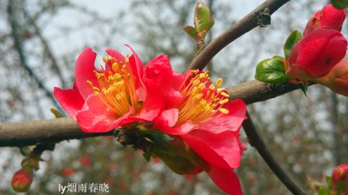 赴一场春天之约——海棠花作文