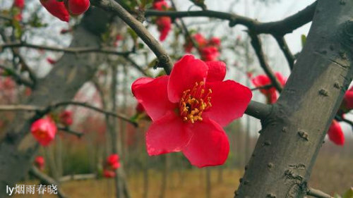 赴一场春天之约——海棠花作文