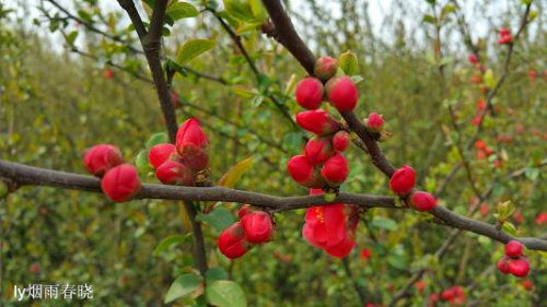 赴一场春天之约——海棠花作文