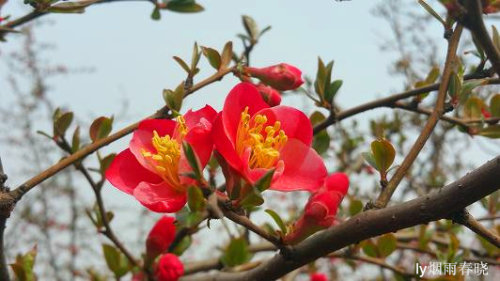 赴一场春天之约——海棠花作文