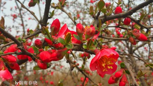 赴一场春天之约——海棠花作文