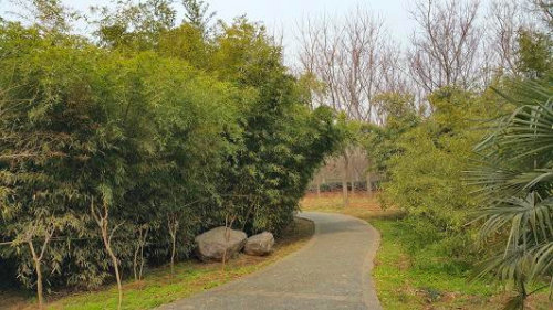 赴一场春天之约——海棠花作文