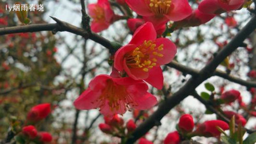 赴一场春天之约——海棠花作文