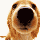 ġ