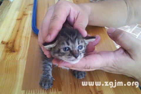 梦见领养是什么意思