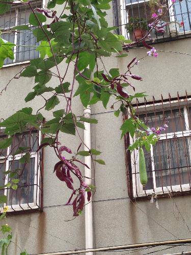 观察日记(十)作文