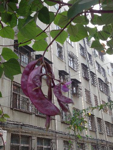 观察日记(十)作文