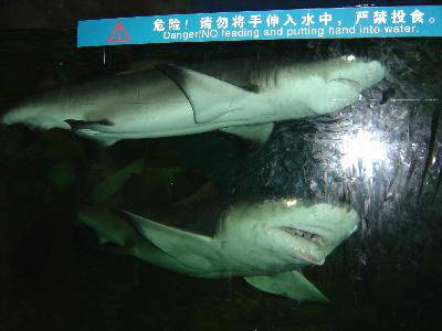 美丽的青岛海底世界——(图文)作文