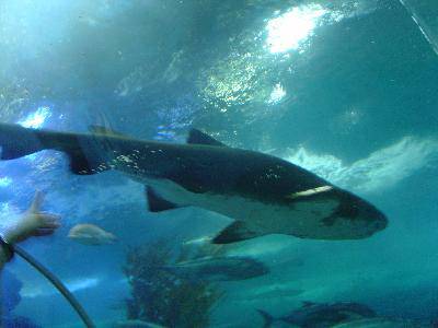 美丽的青岛海底世界——(图文)作文