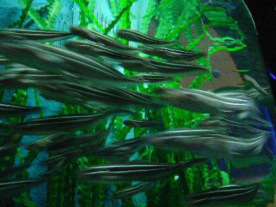 美丽的青岛海底世界——(图文)作文