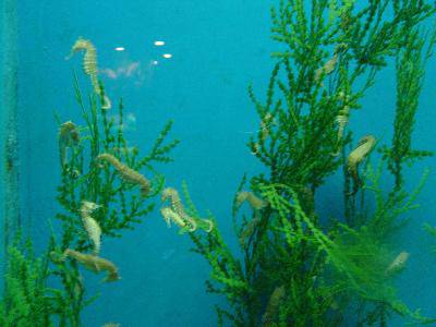 美丽的青岛海底世界——(图文)作文