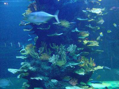 美丽的青岛海底世界——(图文)作文