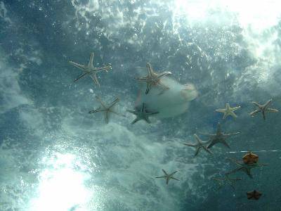 美丽的青岛海底世界——(图文)作文