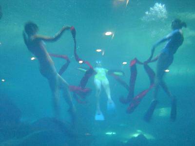 美丽的青岛海底世界——(图文)作文