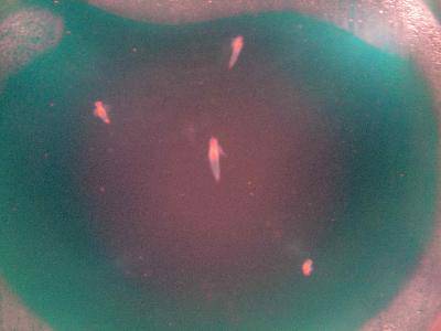 美丽的青岛海底世界——(图文)作文