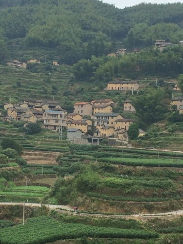 探寻最美古村---西坑村作文