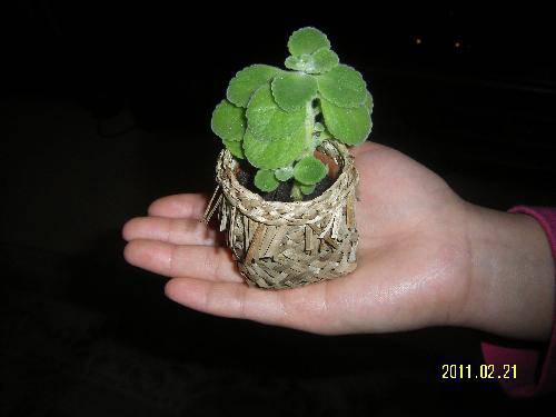 格格游记--(九)作文