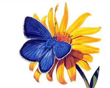 我们班的“昆虫迷”作文