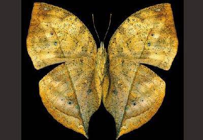 我们班的“昆虫迷”作文