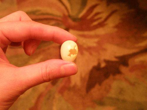 心心的动物园之——“鸟儿乐园”作文