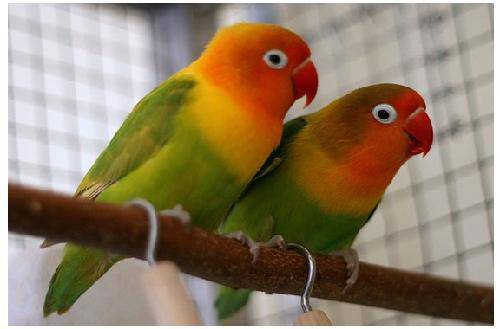 心心的动物园之——“鸟儿乐园”作文