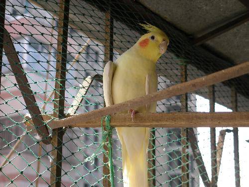 心心的动物园之——“鸟儿乐园”作文