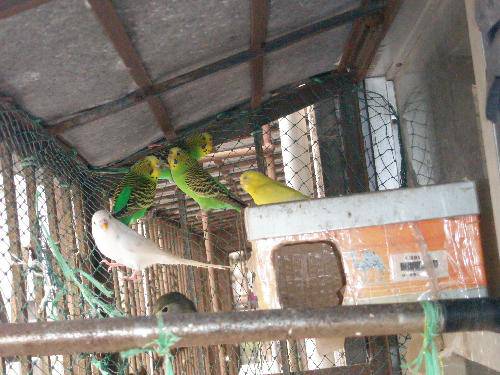 心心的动物园之——“鸟儿乐园”作文